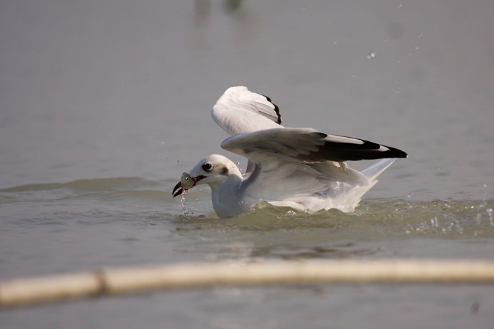 La pesca del gabbiano